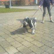 Cocker spaniel Oskar