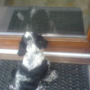 Cocker spaniel Oskar