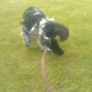 Cocker spaniel Oskar