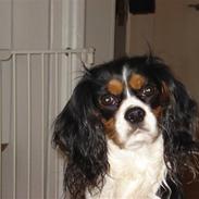 Cavalier king charles spaniel Dinho