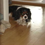 Cavalier king charles spaniel Dinho