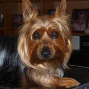 Australian silky terrier BombixMoren Akvamariiini