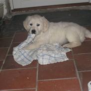 Golden retriever Nakita