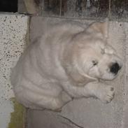 Golden retriever Nakita