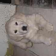 Golden retriever Nakita