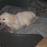 Golden retriever Nakita