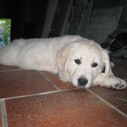 Golden retriever Nakita