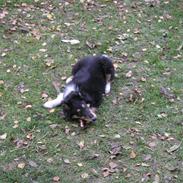 Collie langhåret Zepp