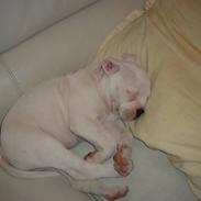Amerikansk bulldog Valentino