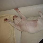 Amerikansk bulldog Valentino