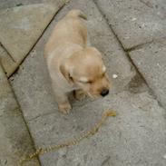 Labrador retriever Nala