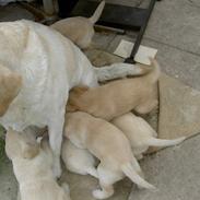 Labrador retriever Nala