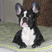 Fransk bulldog Bonzo