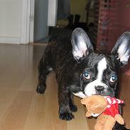 Fransk bulldog Bonzo