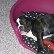 Fransk bulldog Bonzo