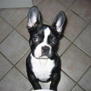 Fransk bulldog Bonzo