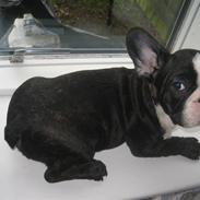 Fransk bulldog Bonzo