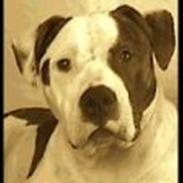 Amerikansk bulldog Choppy