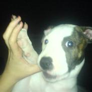 Amerikansk bulldog Choppy