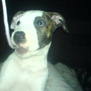 Amerikansk bulldog Choppy