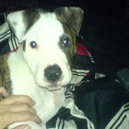 Amerikansk bulldog Choppy