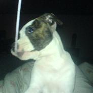 Amerikansk bulldog Choppy