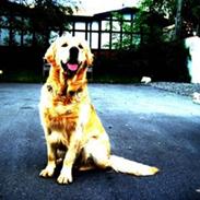 Golden retriever Nanok