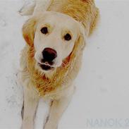 Golden retriever Nanok