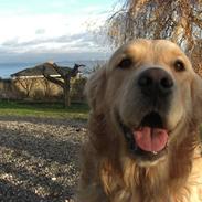 Golden retriever Nanok