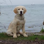 Golden retriever Nanok