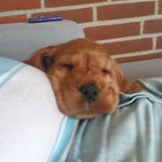 Cocker spaniel Sille