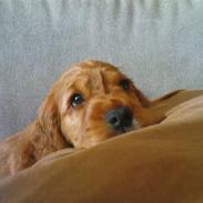 Cocker spaniel Sille