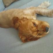 Cocker spaniel Sille