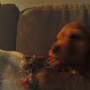 Cocker spaniel Sille