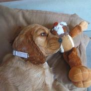 Cocker spaniel Sille