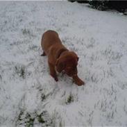 Dogue de bordeaux Santos