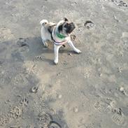 Mops Valdemar Atterdag