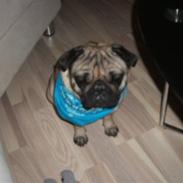 Mops Valdemar Atterdag