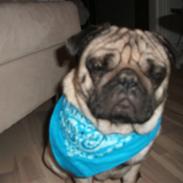 Mops Valdemar Atterdag