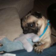 Mops Valdemar Atterdag