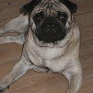 Mops Valdemar Atterdag