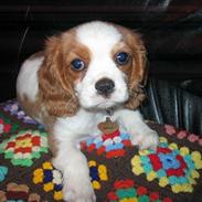 Cavalier king charles spaniel Mille