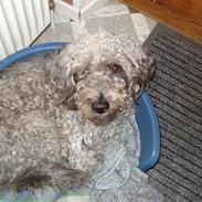 Blanding af racer Theis