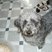 Blanding af racer Theis