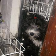 Tibetansk terrier Fie