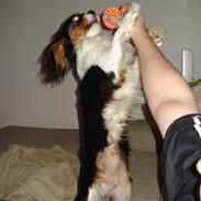 Cavalier king charles spaniel Dinho