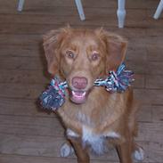 Nova scotia duck tolling retriever Zir Iglo
