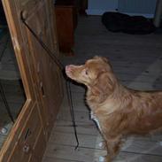 Nova scotia duck tolling retriever Zir Iglo