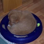 Nova scotia duck tolling retriever Zir Iglo