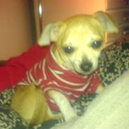 Chihuahua Tinkerbell